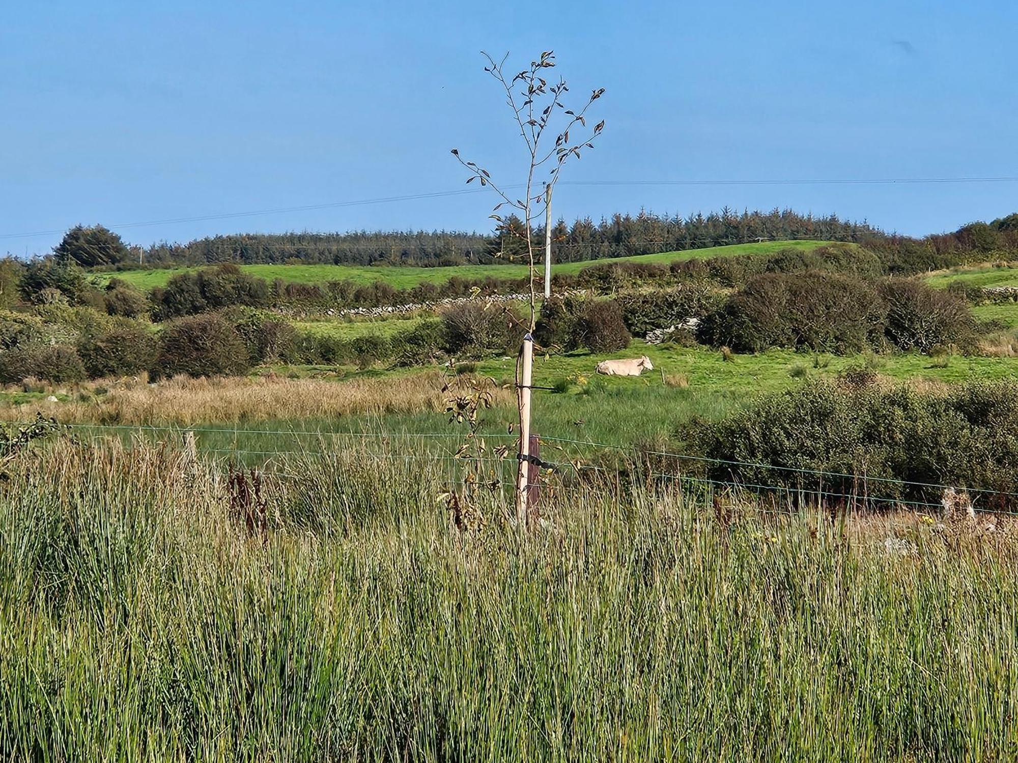 Suaimhneas Konuk evi Lahinch Dış mekan fotoğraf